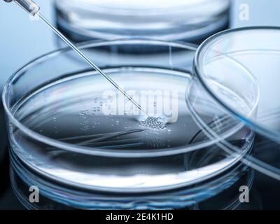 Nuclear transfer being carried out on embryonic stem cells Stock Photo