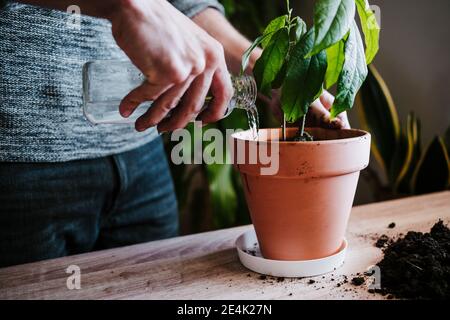 Close-up of man watering avocado plant while standing at home Stock Photo