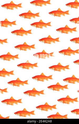 Photomontage, school of goldfish on white background Stock Photo