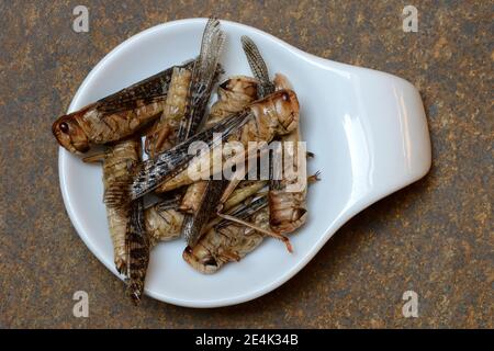 Dried locusts in shell, European locust, Locusta migratoria Stock Photo ...