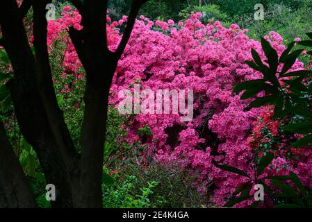 Flowering pink azaleas, Japanese azalea, Rhododendron x obtusum Stock Photo