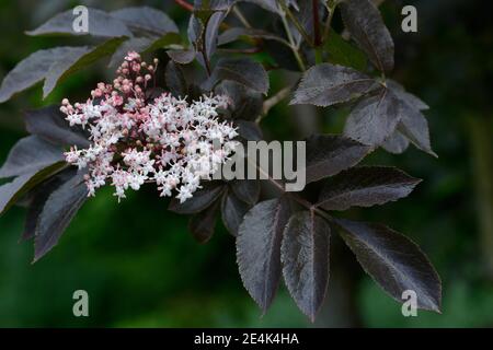 Black elderberry, Sambucus nigra, variety Guincho Purple Stock Photo