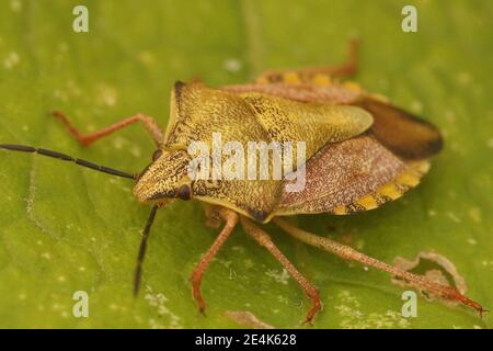 Close up of a colorful, uncommon shield bug , Carpocoris fuscipinus .  Stock Photo