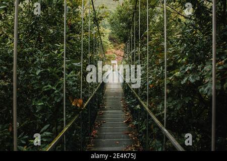 Diminishing perspective of suspension bridge amidst trees and plants in forest Stock Photo