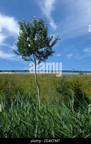 Single tree on grassland against blue sky Stock Photo