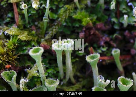 Trumpet lichen growing on tree trunk in Winter Stock Photo