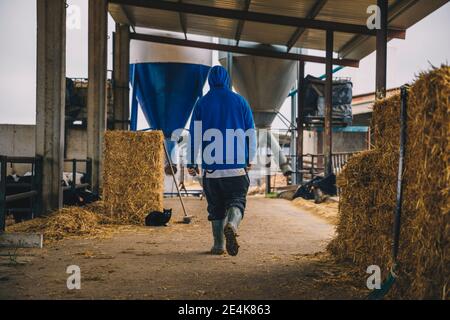 Male farmer wearing blue hood walking in stable Stock Photo