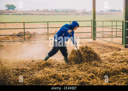 Male young farmer wearing hood spreading straws in stable Stock Photo