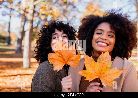 Smiling friends holding dry maple leaf while standing at park Stock Photo