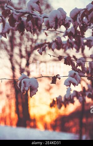 Close-up of leaf on branch covered with snow at forest Stock Photo