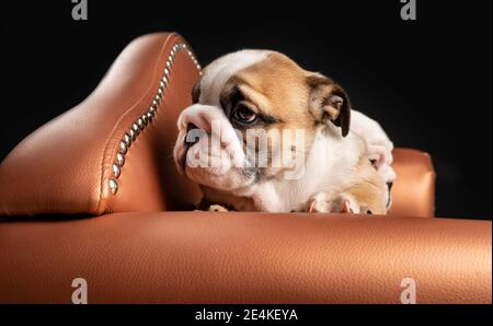 Portrait of English Bulldog puppy lying in armchair Stock Photo