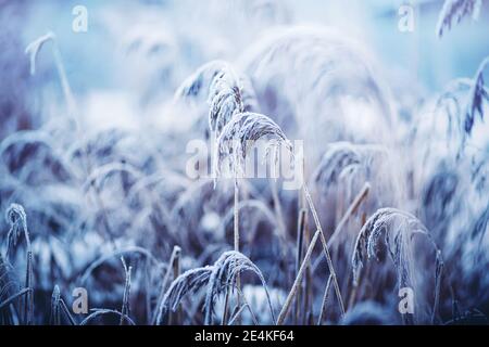 Dry field wilted grasses are covered with snow and frost on a cold winter day. Nature in winter. Stock Photo