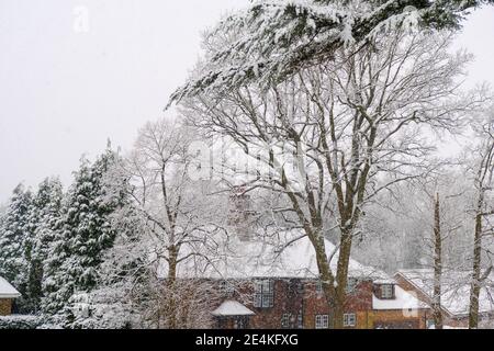 Epsom Surrey London UK, January 24 2021, Fresh Snow Falling In A Rural Setting On A Cold Winters Day With No People Stock Photo