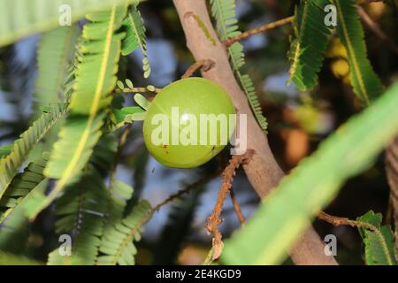 Phyllanthus emblica (Emblic myrablan, Malacca tree, Indian gooseberry, Amla, Amalaka) : An appearance colorful of round hard fruit, Yellowish green. S Stock Photo
