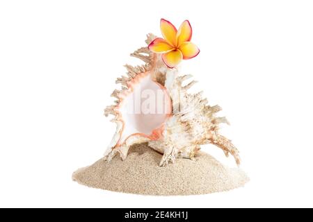 Pile of sand with large seashells and frangipani flower, isolated on white background Stock Photo