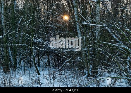 setting sun in the winter forest - visible rays of the setting sun breaking through Stock Photo