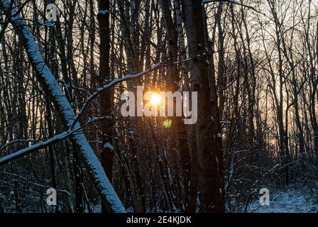sunset in the winter forest - rays of the sun breaking through the forest Stock Photo