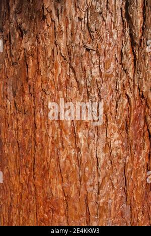 Sequoia sempervirens redwood bark closeup as wooden background Stock Photo