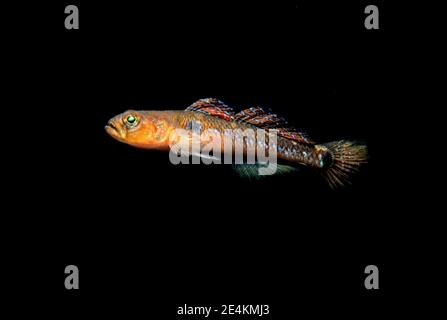 Two-spotted goby (Gobiusculus flavescens) in coastal waters, UK. Stock Photo