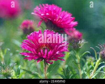Beautiful bright pink Chinese aster flowers, Callistephus chinensis, in a garden Stock Photo