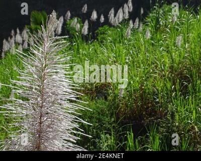 Sugar cane plantations, Cape Verde, Santo Antao island. Stock Photo