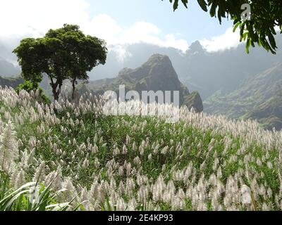 Sugar cane plantations, Cape Verde, Santo Antao island. Stock Photo