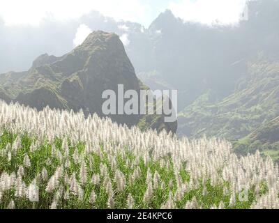 Sugar cane plantations, Cape Verde, Santo Antao island. Stock Photo