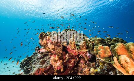 Seascape in shallow water of coral reef in Caribbean Sea, Curacao with fish, coral and sponge Stock Photo