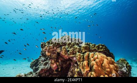 Seascape in shallow water of coral reef in Caribbean Sea, Curacao with fish, coral and sponge Stock Photo