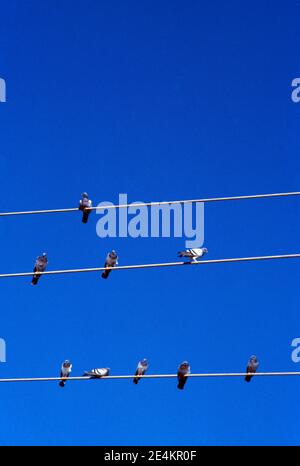 Nuweba Egypt Rock Doves on Power Lines Stock Photo