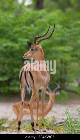 Impala (Aepyceros melampus). Adult male. view from rear. Showing horns, black markings, on ears, rump, tail ankles, fetlock hock joint gland.Botswana. Stock Photo