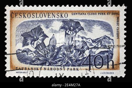 Stamp printed in Czechoslovakia shows gentiana clusii flower, Tatra national park, circa 1957 Stock Photo