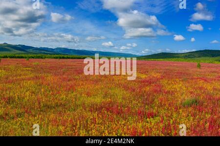 Blooming flowers willow-herb field Stock Photo