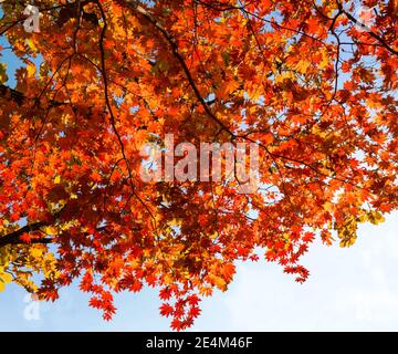 Maple tree turning red and orange in October Stock Photo - Alamy