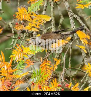 Fieldfare feeding in Mountain Ash in autumn
