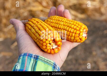 Two Fresh raw corn without toxin in hand. Concept of ecological non GMO agriculture. Stock Photo