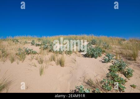 top of sand dune with plants sea holly or seaside Eryngo (Eryngium Maritimum) and beachgrass (Ammophila Arenaria) in Canos Meca (Barbate, Cadiz, Andal Stock Photo
