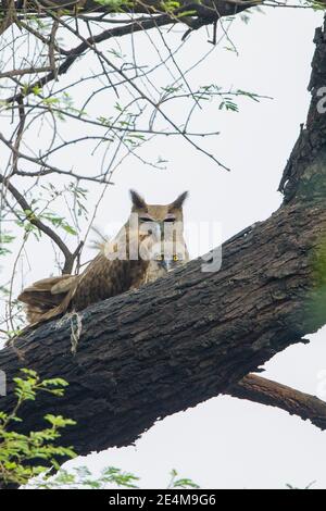 Eurasian Eagle Owl (Bubo bubo) and owlet perched in a tree Stock Photo