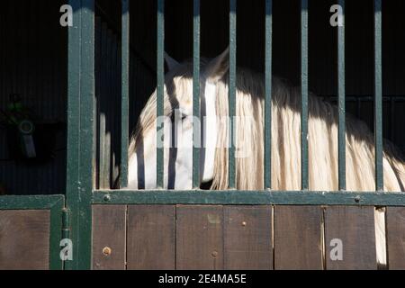 white horse looking behind bars locked in the stable in a riding center Stock Photo