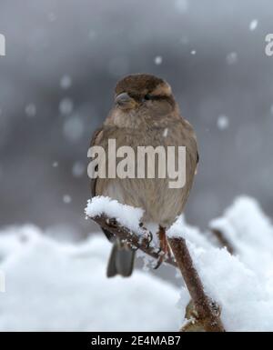 A House Sparrow (Passer domesticus) perched on a snow covered branch, Warwickshire Stock Photo