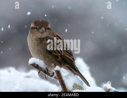 A House Sparrow (Passer domesticus) perched on a snow covered branch, Warwickshire Stock Photo