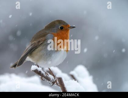 A Robin (Erithacus rubecula) perched on a snow covered branch, Warwickshire Stock Photo
