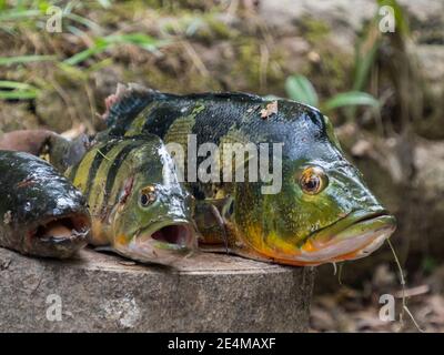 South American fishes. Original name: Peacock Cichlid, Cichla ocellaris. Peacock Bass, Cichlidae family, Amazonia. Stock Photo