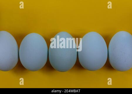 close up of a row of pale blue heirloom eggs on a bright, intense yellow colored background with copy space, Easter theme Stock Photo