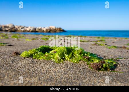 green seaweed on the sand of Cabopino Beach, next to Mediterranean Sea, in Marbella (Malaga, Andalusia, Spain, Europe) Stock Photo