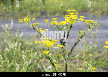 black ant aphid sits on a grass stalk pastinaca sylvestris in nature Stock Photo