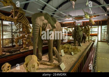 General view of the Natural History Museum at Tring, Herts, UK.  It contains the finest collections of stuffed mammals, birds, reptiles and insects. Stock Photo