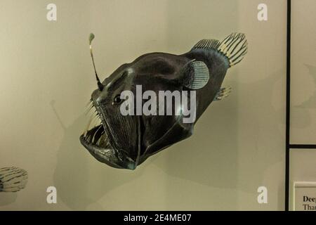 A deep-sea angler fish (Humpback anglerfish, Melanocetus johnsonii) Natural History Museum at Tring, Herts, UK. Stock Photo
