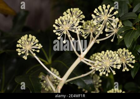 Fatsia japonica - Japanese aralia Stock Photo