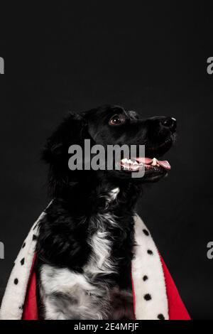 Royal stabyhoun dog wearing a red mantle on a dark black background. A portrait of a cute looking doggie looking to the right. King, queen, vertical s Stock Photo